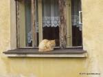 Kočka na okně