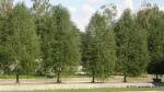 Symetrické stromy